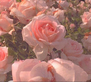 Meet your Posher, Madeline